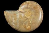 Sliced, Agatized Ammonite Fossil (half) - Jurassic #110745-1